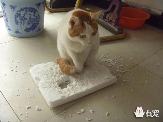 一只没有骨头的小猫咪:刚出生的小猫（一只）没有了妈妈，该怎样把它养活？