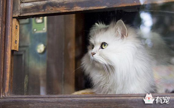 一只没有骨头的小猫咪:刚出生的小猫（一只）没有了妈妈，该怎样把它养活？