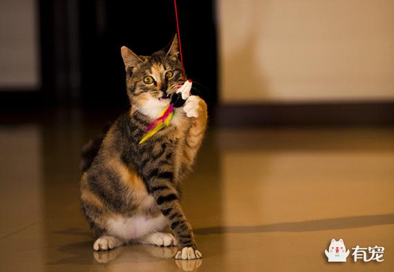 一只没有骨头的小猫咪:刚出生的小猫（一只）没有了妈妈，该怎样把它养活？
