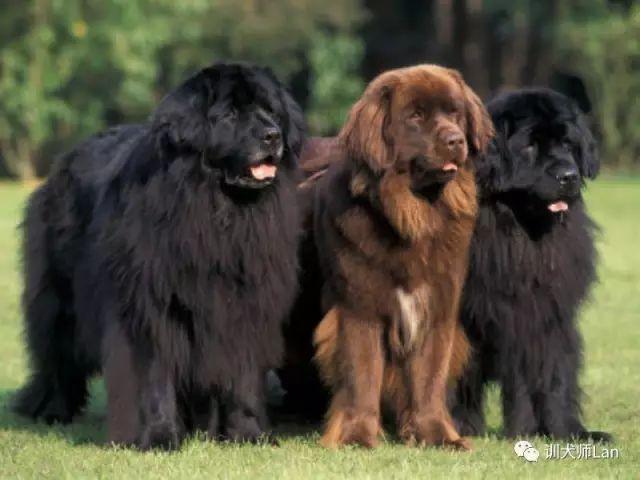纽芬兰犬会咬人吗:都说自己做饭喂养纽芬兰犬不好，那喂什么呢？