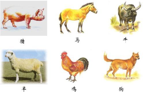 六畜为什么没有鸭？