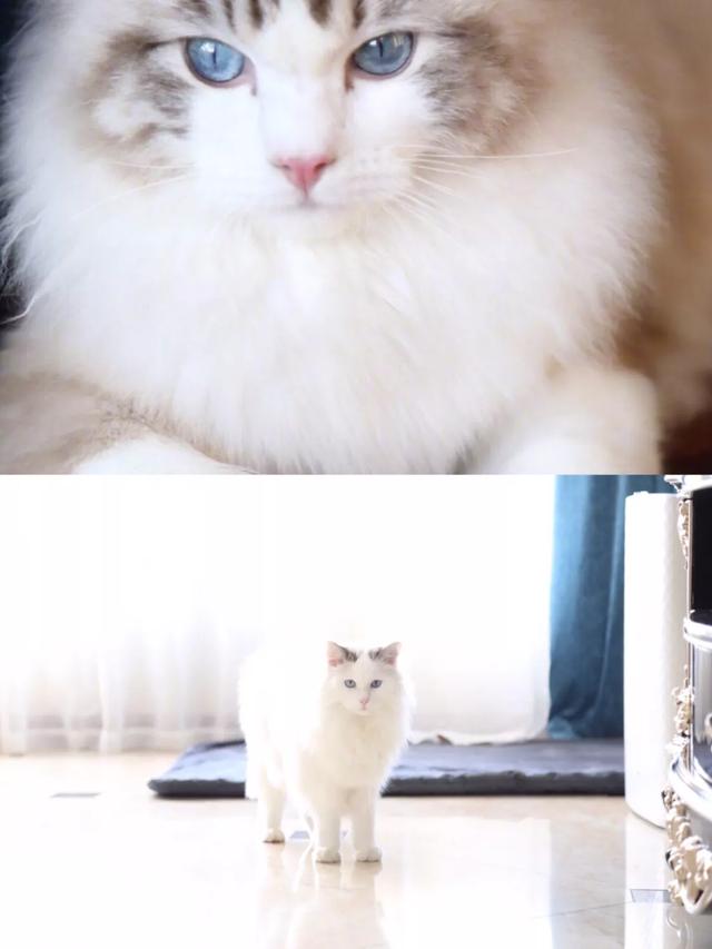 6000块的布偶猫质量怎么样？
