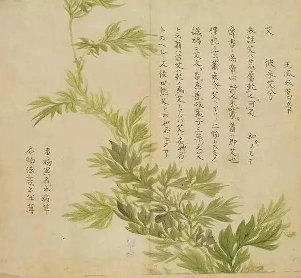 2021年最好听的微信网名女伤感:有哪些花草的名字听着就特别美好