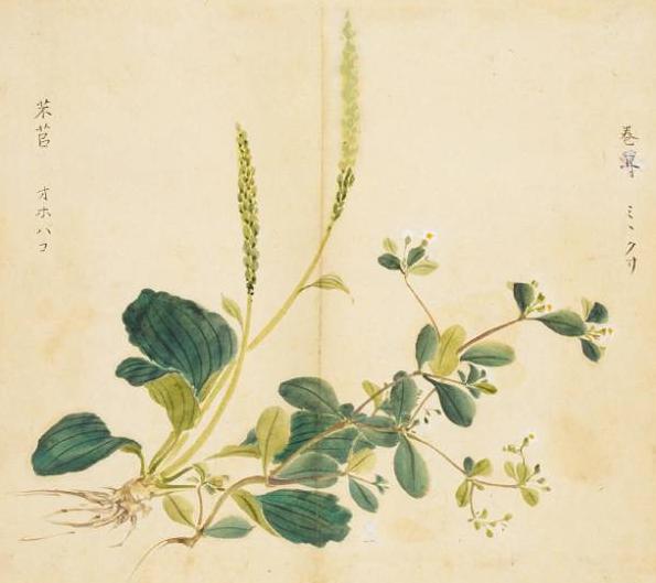 2021年最好听的微信网名女伤感:有哪些花草的名字听着就特别美好