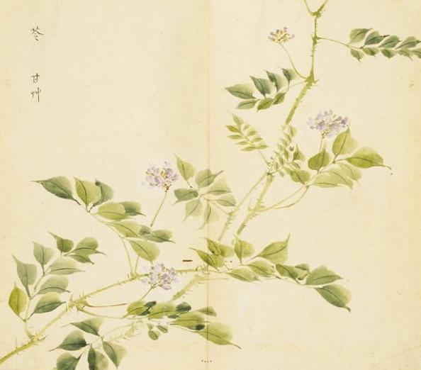 2021年最好听的微信网名女伤感:有哪些花草的名字听着就特别美好