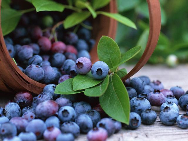 蓝莓补肾吗，野生蓝莓对人体的好处有哪些