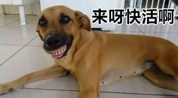 金毛要多少钱:最便宜的金毛多少钱一只 一般宠物狗金毛幼崽多少钱？买的的话要注意哪些事项？