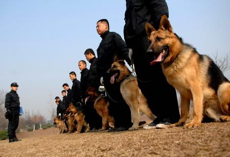 德牧犬名犬名血:为什么德国牧羊犬是犬中之王？