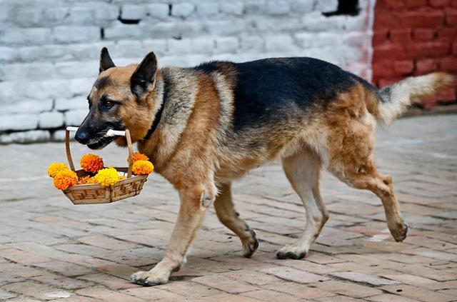 小德国牧羊犬图片:为什么德国牧羊犬是犬中之王？