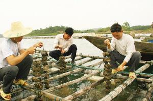 水母养殖基地:中国最大的蚝苗产区在哪儿？ 水母养殖基地视频