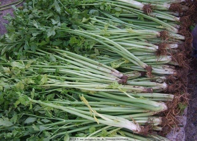 头条问答 - 长在土里的就是旱芹菜吗?(3个回答)