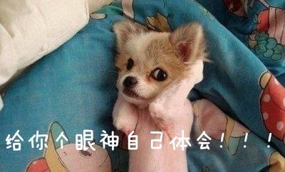 夏天给狗狗剃毛降温有用吗:夏天给狗狗剃毛降温有用吗蚂蚁 狗狗可以剃毛吗？为什么？