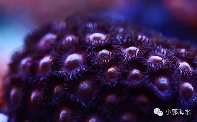 头条问答 纽扣珊瑚是什么 3个回答