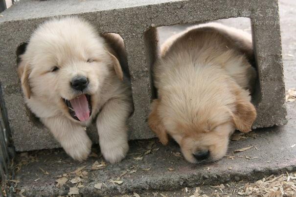 宠物犬图片大全:宠物狗大全图片及名称 有人说金毛成为了受欢迎的宠物狗，你怎么看？