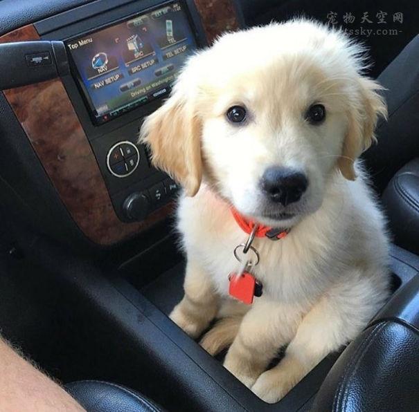 宠物犬图片大全:宠物狗大全图片及名称 有人说金毛成为了受欢迎的宠物狗，你怎么看？