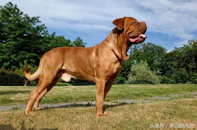 法国獒犬视频:法国波尔多獒犬 狗，犬，獒有什么不同？哪个更适合家养？