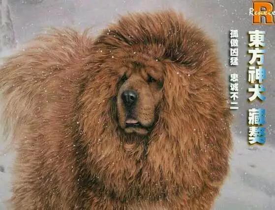 法国獒犬视频:法国波尔多獒犬 狗，犬，獒有什么不同？哪个更适合家养？