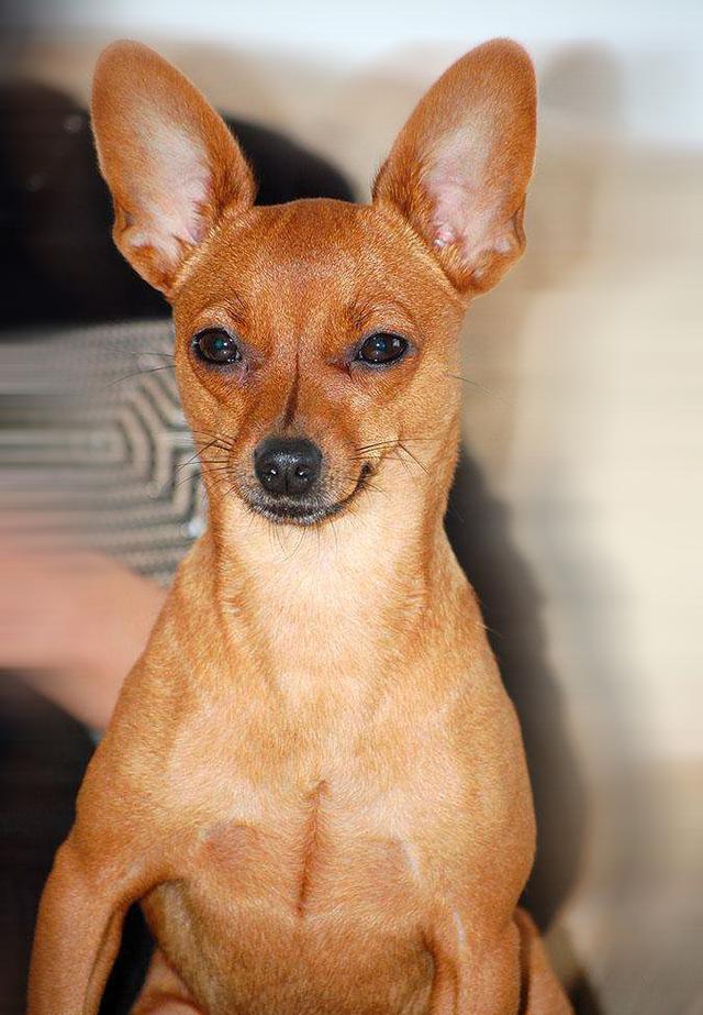 像贝生吉犬:哪些狗容易被误认为是吉娃娃？