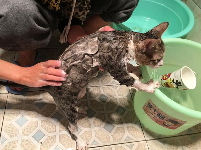 淘气的加菲猫怎么样:怎么能看出猫咪的性格好坏？