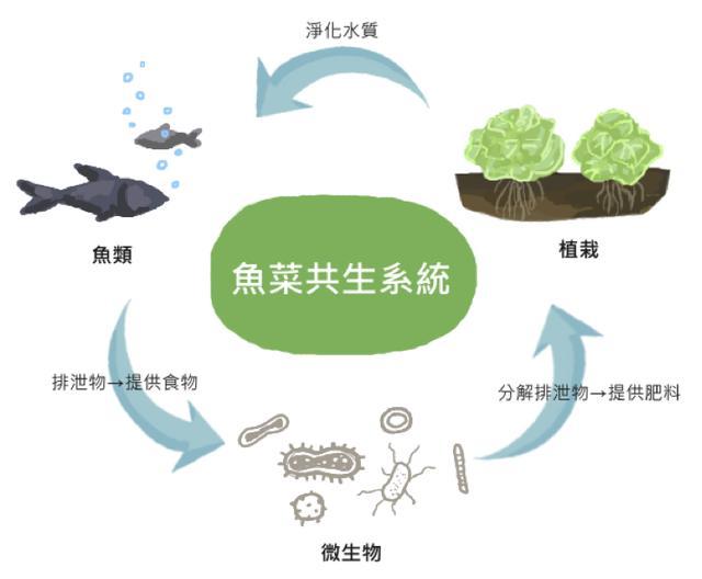 家庭养鱼技巧:鱼缸养水的正确方法是什么？