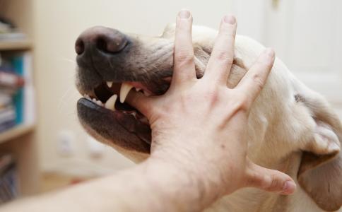 血清对狂犬病的预防措施:狂犬病潜伏期是二十年吗？