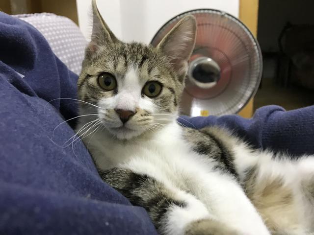 猫一直尿床怎么办:怎么改正猫咪尿床的坏毛病？