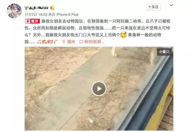 哈士奇狗狗俱乐部:如果把哈士奇放到狼群里养，会不会就不“二”了呢？ 哈士奇狗狗名字大全