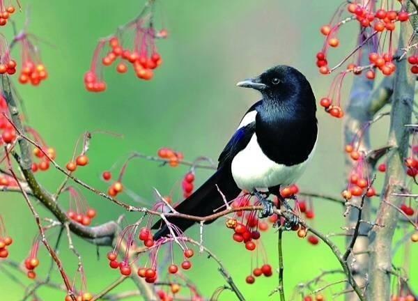 为什么喜鹊的窝,既简陋又高,却冻不死?