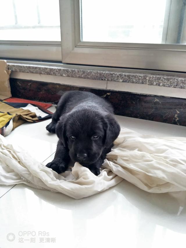 拉布拉多纯种多少钱幼犬黑色:拉布拉多犬的价格一般是多少？