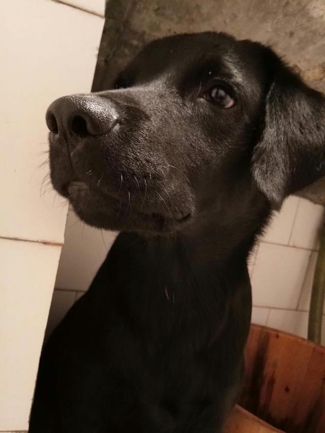 拉布拉多纯种多少钱幼犬黑色:拉布拉多犬的价格一般是多少？