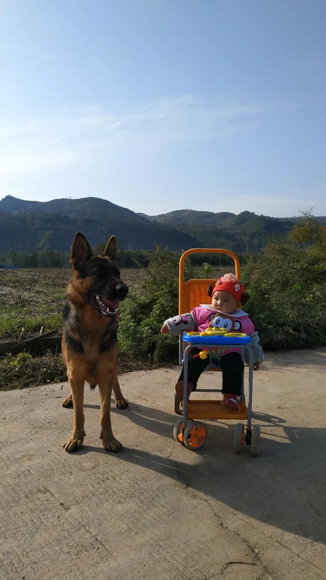 德国牧羊犬价格表:买一只德国牧羊犬要多少钱？ 德国牧羊犬的价格