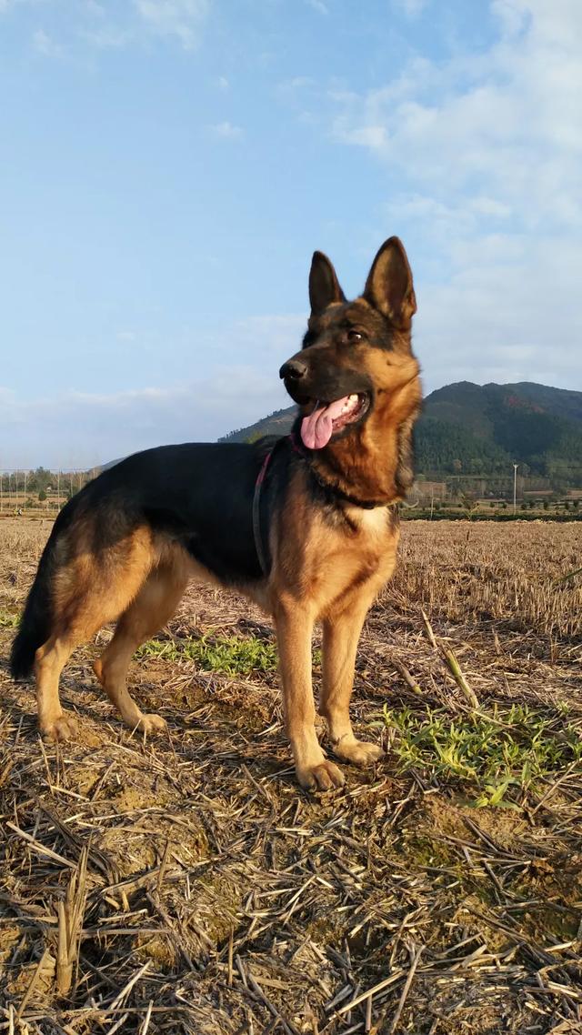 德国牧羊犬价格表:买一只德国牧羊犬要多少钱？ 德国牧羊犬的价格