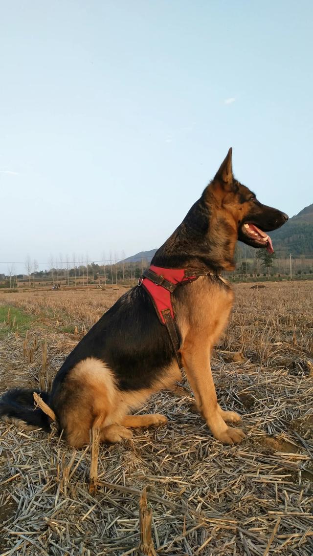 德国牧羊犬价格表:买一只德国牧羊犬要多少钱？ 德国牧羊犬的价格