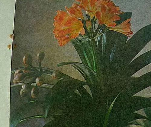 长春君子兰网站:长春市花君子兰的品种都有什么？