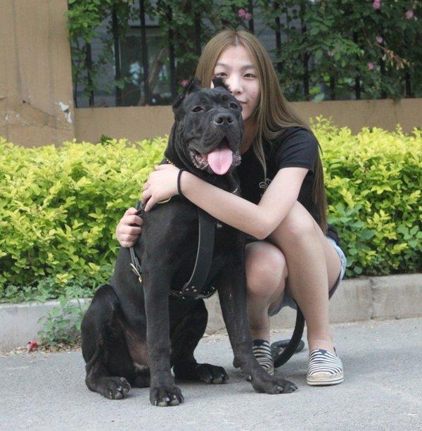 皇家护卫犬卡斯罗怎么样:为什么很多人喜欢卡斯罗？ 意大利护卫犬卡斯罗