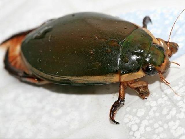 噬肉甲虫:龙虱在广东是可以入菜的，你见过或吃过吗