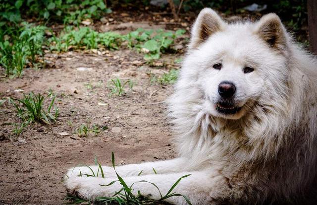 萨摩耶犬图片:萨摩耶犬和阿拉斯加犬，你会选择养哪个？ 萨摩耶犬图片 幼犬