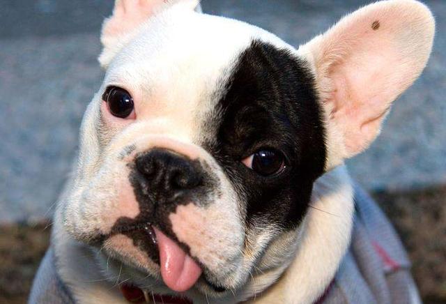 斗牛犬性格:斗牛犬为什么那么大脾气？ 斗牛犬性格