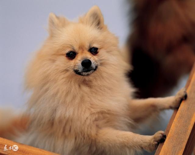 英系博美犬吃饭视频:博美犬应该如何饲养？需要注意什么？ 博美犬吃狗粮好还是吃饭好