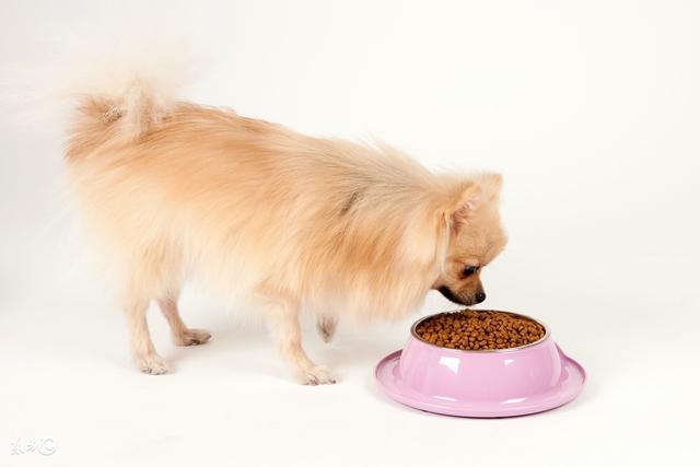 英系博美犬吃饭视频:博美犬应该如何饲养？需要注意什么？ 博美犬吃狗粮好还是吃饭好