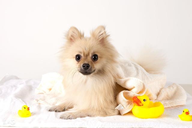 英系博美犬吃饭视频:博美犬应该如何饲养？需要注意什么？ 博美犬吃狗粮好还是吃饭好
