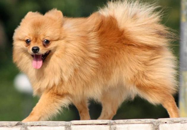 英系博美犬吃饭视频:博美犬应该如何饲养？需要注意什么？ 博美犬吃狗粮好还是吃饭好