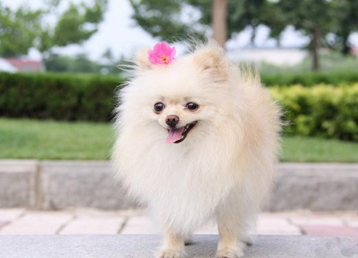 英系博美犬吃饭视频:博美犬应该如何饲养？需要注意什么？ 博美犬吃狗粮好还是吃饭好