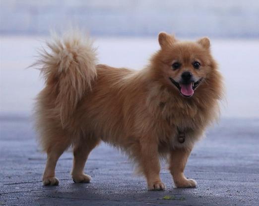 英系博美犬吃饭视频:博美犬应该如何饲养？需要注意什么？ 博美犬吃狗粮好还是吃饭好