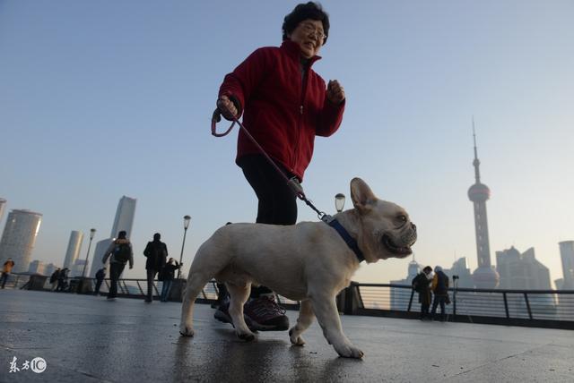 怎么训练狗匍匐前进:遛狗时狗狗趴地不肯走怎么办？