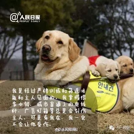 导盲犬价格:导盲犬训练费用平均二十万元以上，为什么不使用人工陪护呢？