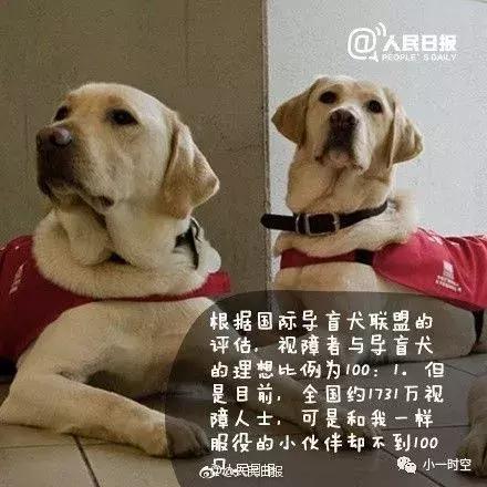 导盲犬价格:导盲犬训练费用平均二十万元以上，为什么不使用人工陪护呢？