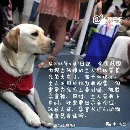 导盲犬价格:导盲犬训练费用平均二十万元以上，为什么不使用人工陪护呢？