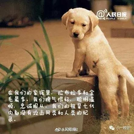 导盲犬价格:导盲犬训练费用平均二十万元以上，为什么不使用人工陪护呢？