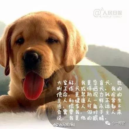 导盲犬价格:导盲犬训练费用平均二十万元以上，为什么不使用人工陪护呢？